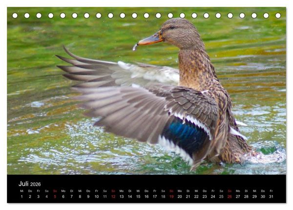 Produktbild: Duck Power (Tischkalender 2026 DIN A5 quer), CALVENDO Monatskalender