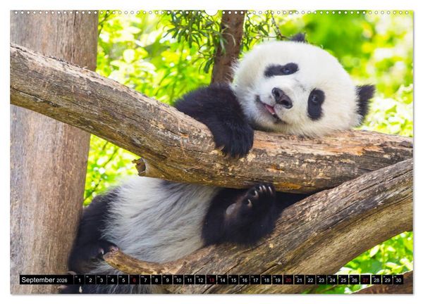 Produktbild: Pandab&auml;r Babys (Wandkalender 2026 DIN A2 quer), CALVENDO Monatskalender