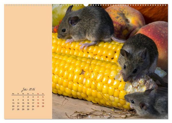 Produktbild: Mausige Zeiten! Putzige Gesellen mit Knopfaugen (hochwertiger Premium Wandkalender 2026 DIN A2 quer), Kunstdruck in Hochglanz