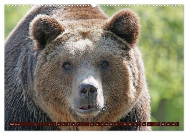 Produktbild: B&auml;ren. Unterwegs mit Meister Petz (hochwertiger Premium Wandkalender 2026 DIN A2 quer), Kunstdruck in Hochglanz