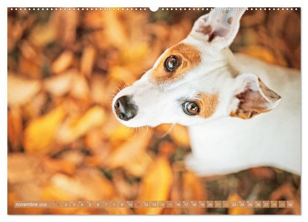 Produktbild: Jack Russell Terrier : vif et joueur (Calendrier mural 2026 DIN A2 vertical) calendrier de bureau