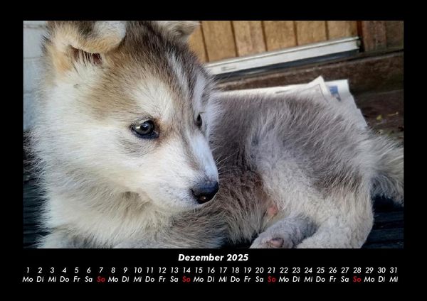 Produktbild: Welpen 2025 Fotokalender DIN A3