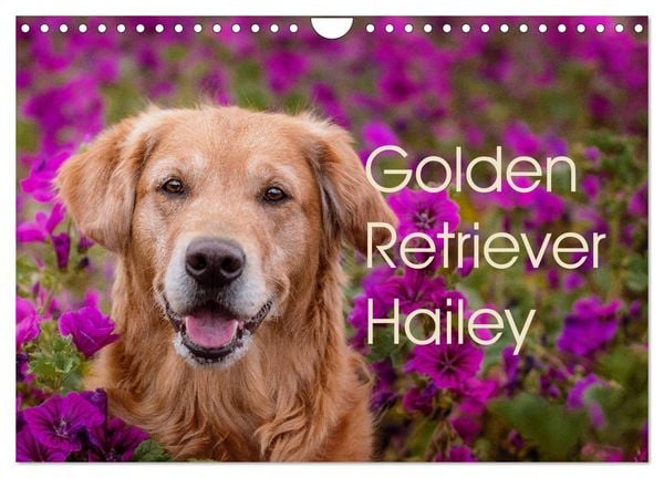 Produktbild: Golden Retriever Hailey Fotokalender (Wandkalender 2026 DIN A4 quer), CALVENDO Monatskalender