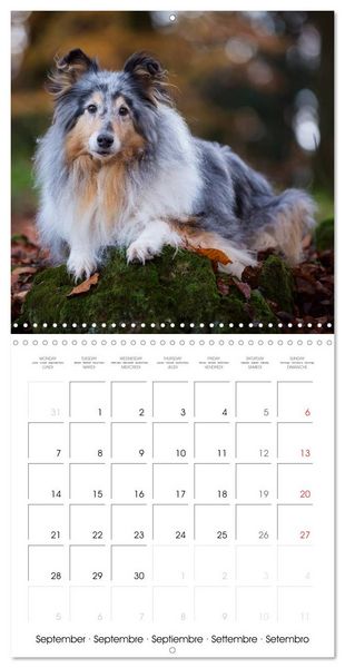 Produktbild: Lovely Collie 2026 (Wall Calendar 2026 12 &times; 12 Inch) CALVENDO 12 Month Wall Calendar