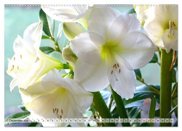 Produktbild: Amaryllis-Bl&uuml;ten (Wandkalender 2026 DIN A2 quer), CALVENDO Monatskalender