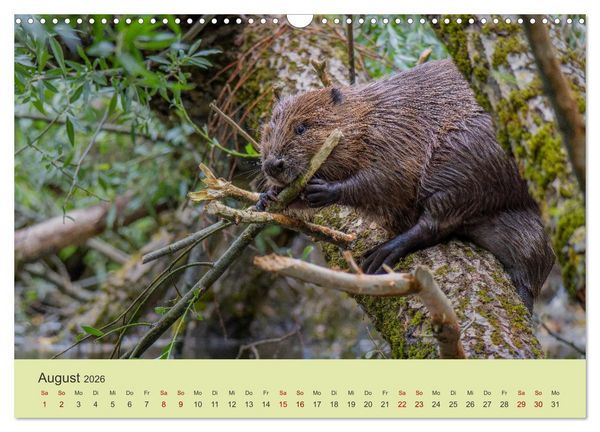 Produktbild: Faszination Biber (Wandkalender 2026 DIN A3 quer), CALVENDO Monatskalender
