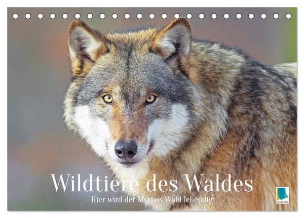 Produktbild: Wildtiere des Waldes: Hier wird der Mythos Wald lebendig (Tischkalender 2026 DIN A5 quer), CALVENDO Monatskalender