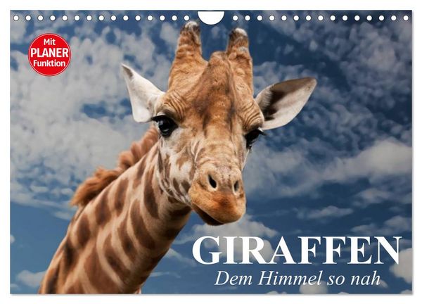 Produktbild: Giraffen. Dem Himmel so nah (Wandkalender 2026 DIN A4 quer), CALVENDO Monatskalender