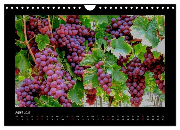 Produktbild: Wein - Reben, Wingerte und historische Weinkeller (Wandkalender 2026 DIN A4 quer), CALVENDO Monatskalender