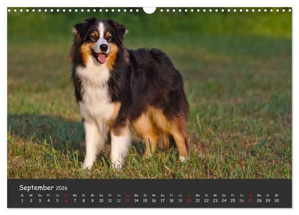 Produktbild: Australian Shepherd - Augenblicke (Wandkalender 2026 DIN A3 quer), CALVENDO Monatskalender