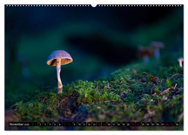 Produktbild: Wilde Pilze: Ein Kalender f&uuml;r Naturbegeisterte (hochwertiger Premium Wandkalender 2026 DIN A2 quer), Kunstdruck in Hochglanz