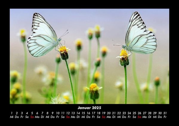Produktbild: Natur 2025 Fotokalender DIN A3