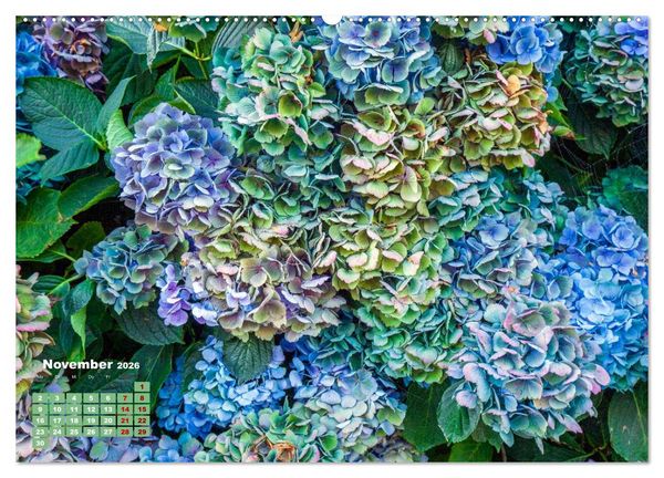 Produktbild: Ein Hortensientraum (Wandkalender 2026 DIN A2 quer), CALVENDO Monatskalender