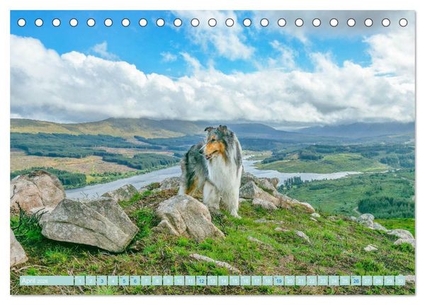 Produktbild: Highland-Collies - Auf vier Pfoten durch Schottland und Irland (Tischkalender 2026 DIN A5 quer), CALVENDO Monatskalender