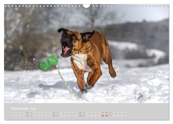 Produktbild: Der Boxer, der beste Hund der Welt (Wandkalender 2026 DIN A3 quer), CALVENDO Monatskalender