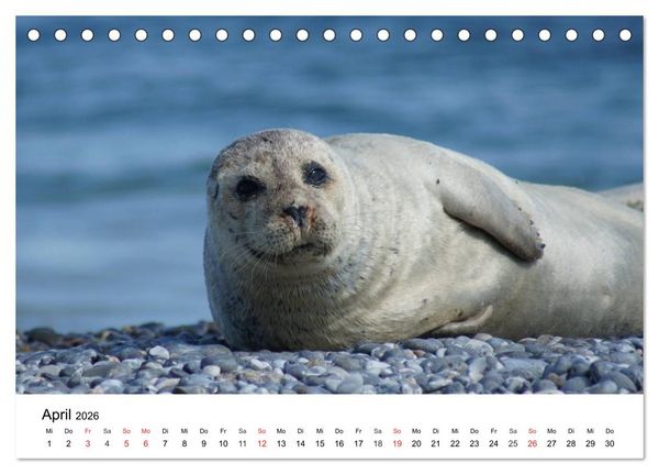 Produktbild: Das Leben der Robben (Tischkalender 2026 DIN A5 quer), CALVENDO Monatskalender