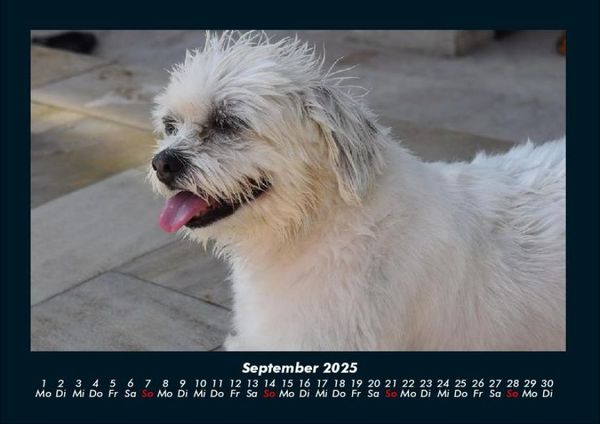 Produktbild: Welt der Tiere 2025 Fotokalender DIN A4