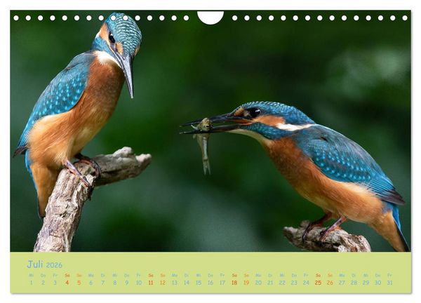 Produktbild: Eisv&ouml;gel, faszinierende kleine Flieger. (Wandkalender 2026 DIN A4 quer), CALVENDO Monatskalender