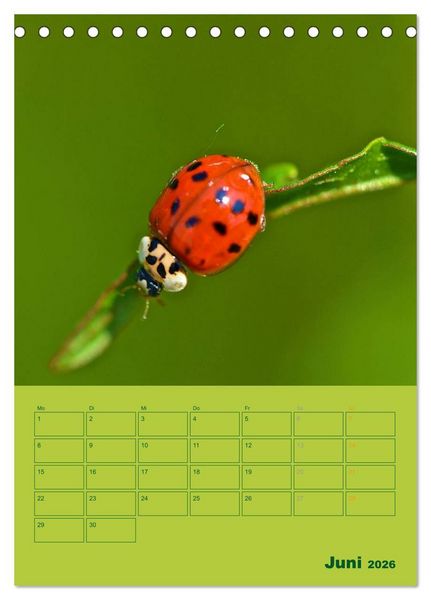 Produktbild: Wald- und Wiesenkalender 2026 Planer (Tischkalender 2026 DIN A5 hoch), CALVENDO Monatskalender