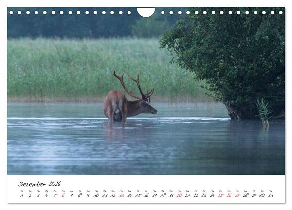 Produktbild: Rotwild - im Naturparadies der Mecklenburgischen Seenplatte (Wandkalender 2026 DIN A4 quer), CALVENDO Monatskalender