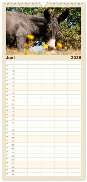 Produktbild: Familienplaner 2026 - Esel - Sixtus Loreley mit 5 Spalten (Wandkalender, 21 x 45 cm) CALVENDO