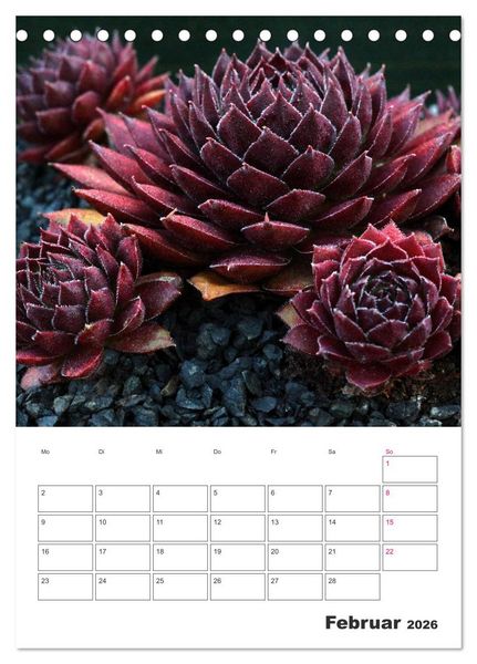 Produktbild: Ich liebe Sempervivum (Tischkalender 2026 DIN A5 hoch), CALVENDO Monatskalender