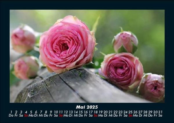 Produktbild: Rosentraum 2025 Fotokalender DIN A5