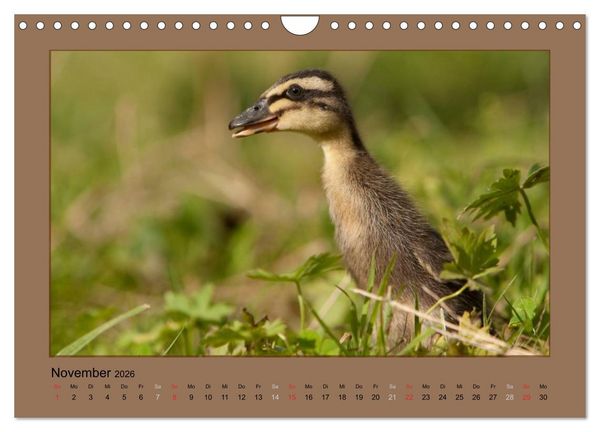 Produktbild: Laufenten immer was zu Schnattern (Wandkalender 2026 DIN A4 quer), CALVENDO Monatskalender