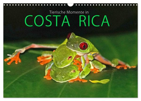 Produktbild: COSTA RICA - Tierische Momente (Wandkalender 2026 DIN A3 quer), CALVENDO Monatskalender