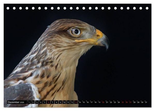 Produktbild: Faszination Greifv&ouml;gel Schnelle J&auml;ger (Tischkalender 2026 DIN A5 quer), CALVENDO Monatskalender