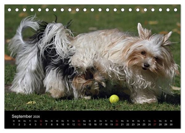 Produktbild: Mit dem Yorki durch das Jahr 2026 (Tischkalender 2026 DIN A5 quer), CALVENDO Monatskalender