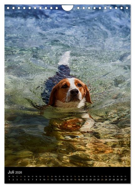 Produktbild: Beagle Action - Wilde Kuscheltiere (Wandkalender 2026 DIN A4 hoch), CALVENDO Monatskalender