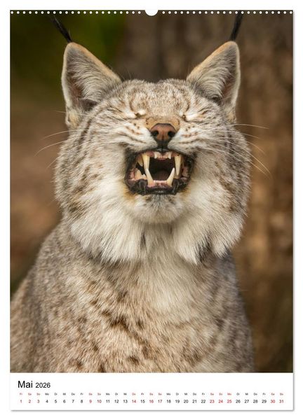 Produktbild: Der eurasische Luchs (hochwertiger Premium Wandkalender 2026 DIN A2 hoch), Kunstdruck in Hochglanz