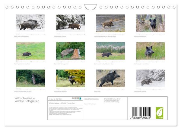 Produktbild: Wildschweine &ndash; Wildlife Fotografien (Wandkalender 2027 DIN A4 quer), CALVENDO Monatskalender