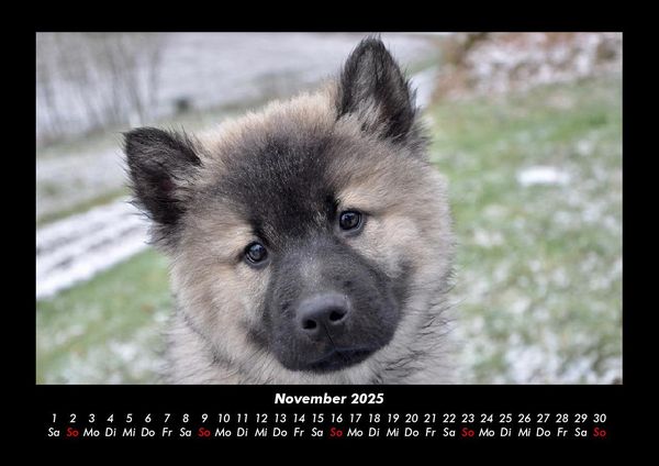 Produktbild: Hundezauber 2025 Fotokalender DIN A3