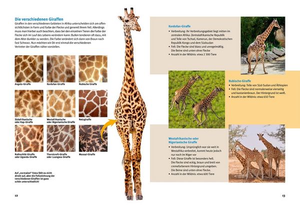 Produktbild: Entdecke die Giraffen