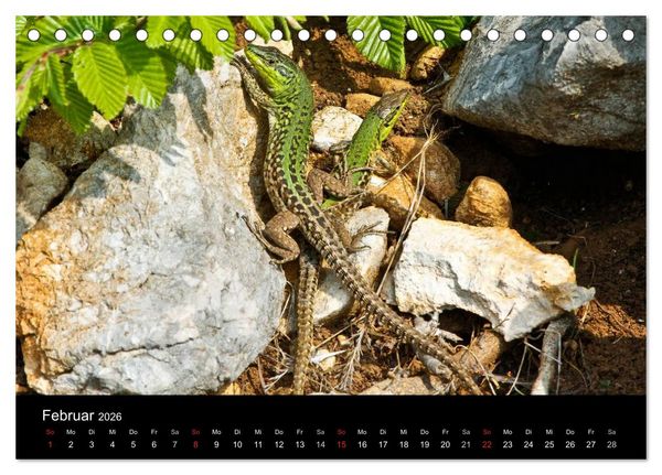 Produktbild: Reptilienkalender 2026 (Tischkalender 2026 DIN A5 quer), CALVENDO Monatskalender