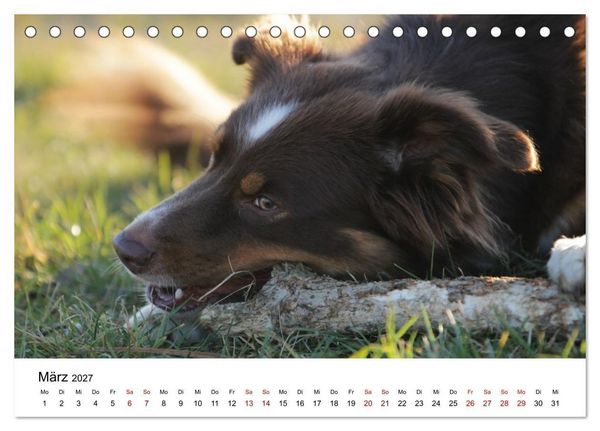 Produktbild: Australian Shepherd - Treue Blicke, wilde Herzen (Tischkalender 2027 DIN A5 quer), CALVENDO Monatskalender