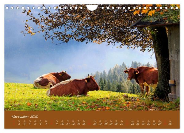 Produktbild: Friedliche K&uuml;he (Wandkalender 2026 DIN A4 quer), CALVENDO Monatskalender