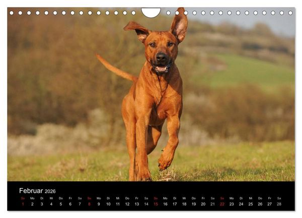 Produktbild: Rhodesian Ridgeback 2026 (Wandkalender 2026 DIN A4 quer), CALVENDO Monatskalender