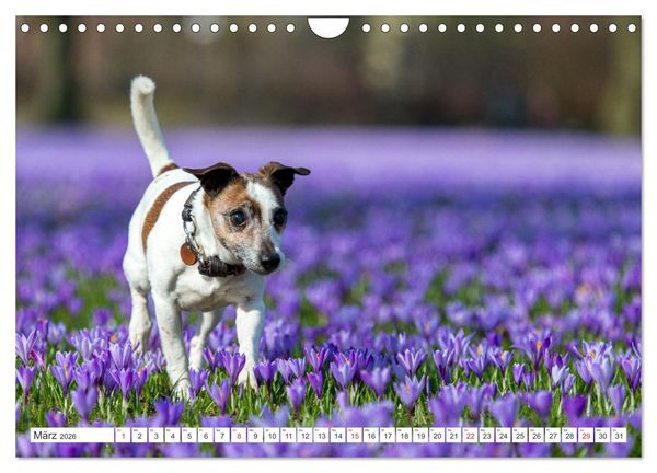 Produktbild: Jack Russell - Klein, aber oho! (Wandkalender 2026 DIN A4 quer), CALVENDO Monatskalender