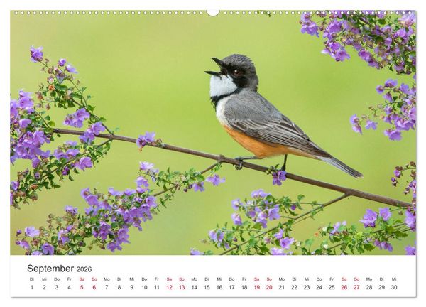 Produktbild: Singv&ouml;gel aus Australien (hochwertiger Premium Wandkalender 2026 DIN A2 quer), Kunstdruck in Hochglanz
