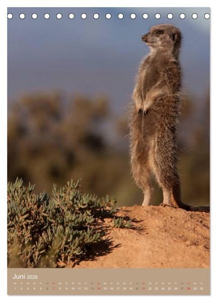 Produktbild: Erdm&auml;nnchen - Afrikas liebenswerte Zwerge (Tischkalender 2026 DIN A5 hoch), CALVENDO Monatskalender