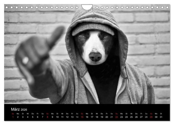 Produktbild: H&uuml;tehunde (Wandkalender 2026 DIN A4 quer), CALVENDO Monatskalender