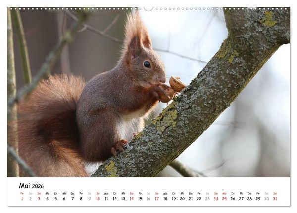Produktbild: Unsere Eichh&ouml;rnchen in Bayern (Wandkalender 2026 DIN A2 quer), CALVENDO Monatskalender