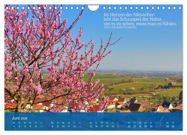 Produktbild: FASZINATION MANDELBL&Uuml;TE (Wandkalender 2026 DIN A4 quer), CALVENDO Monatskalender