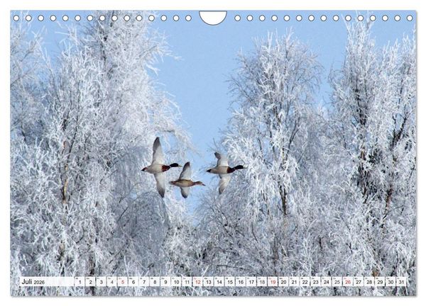 Produktbild: Eiszeit. Winter und Frost in der Natur (Wandkalender 2026 DIN A4 quer), CALVENDO Monatskalender