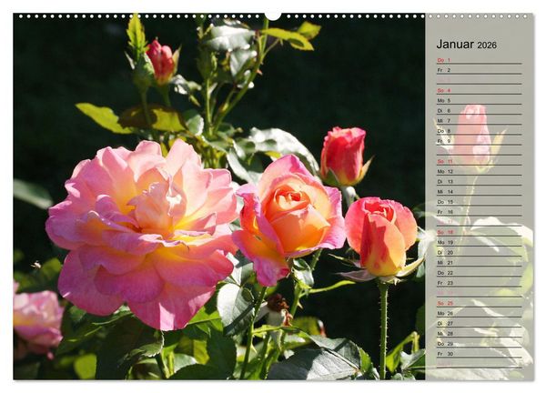 Produktbild: Rosensommer (hochwertiger Premium Wandkalender 2026 DIN A2 quer), Kunstdruck in Hochglanz