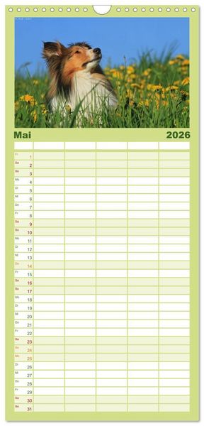 Produktbild: Familienplaner 2026 - Shelties 2026 mit 5 Spalten (Wandkalender, 21 x 45 cm) CALVENDO