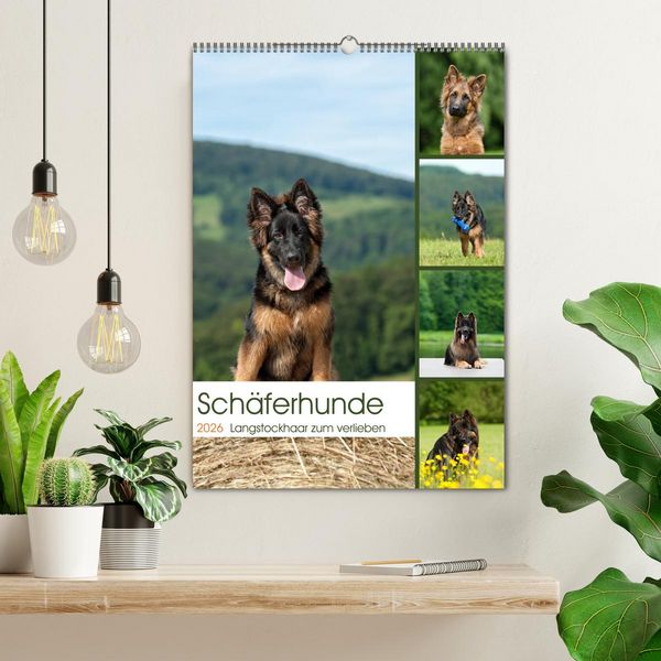 Produktbild: Sch&auml;ferhunde Langstockhaar zum verlieben (Wandkalender 2026 DIN A2 hoch), CALVENDO Monatskalender